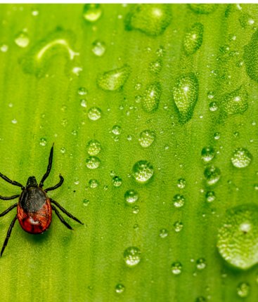 Klíšťata začínají být aktivní, lékaři doporučují očkování