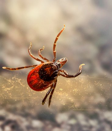 Lidé by měli zvážit očkování nejen proti klíšťatům, rady jim poskytnou v infekční ambulanci
